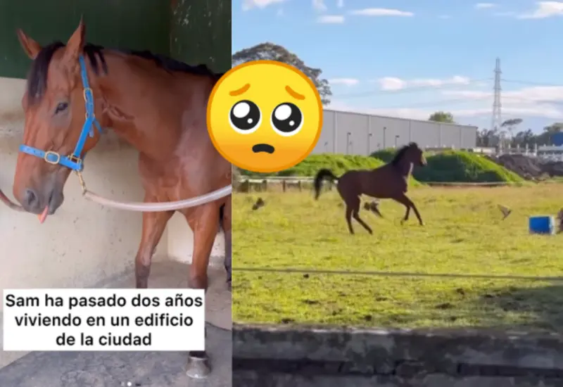 caballo-portada