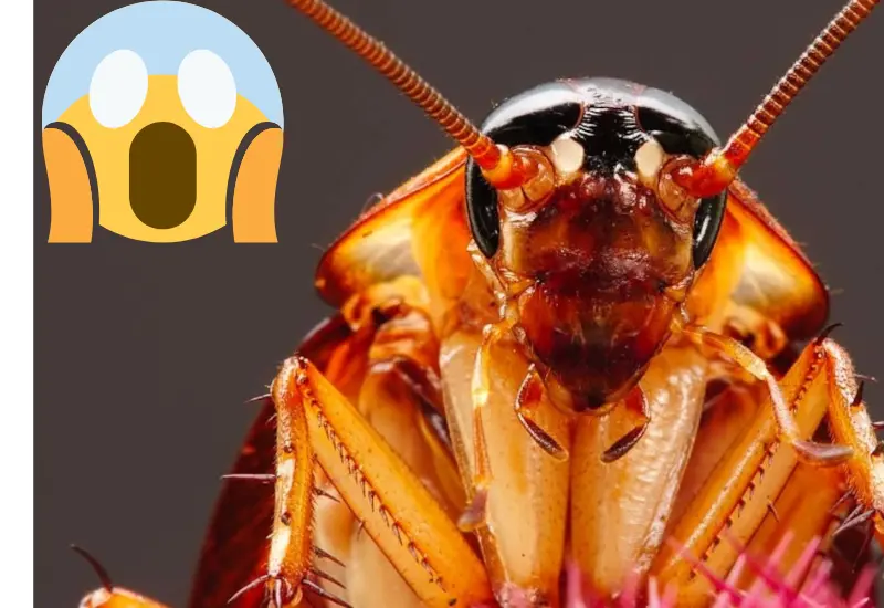 super_cucaracha_voladora_alemana