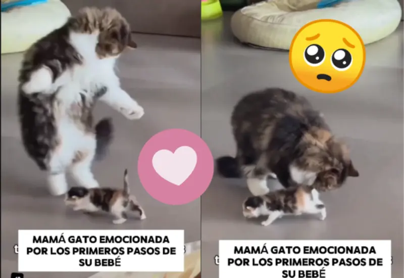 gato-bebé-portada