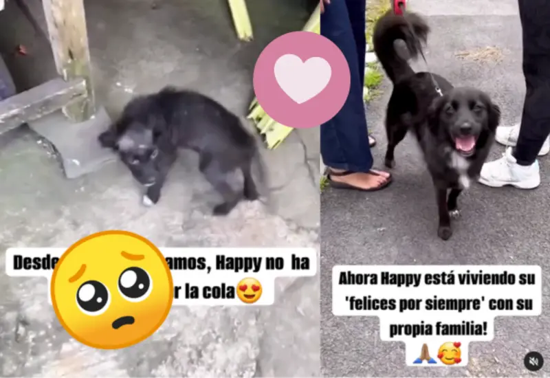 happy-portada