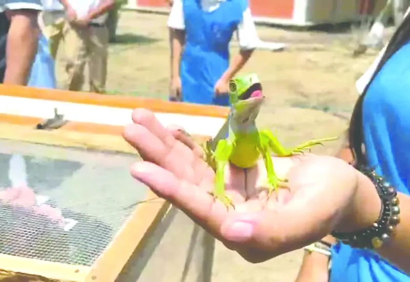 iguana-portada