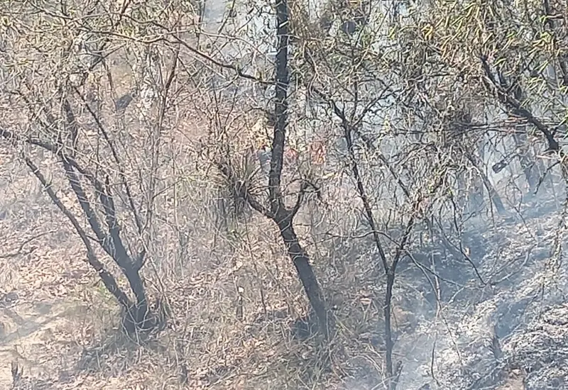 incendio-ixtlan