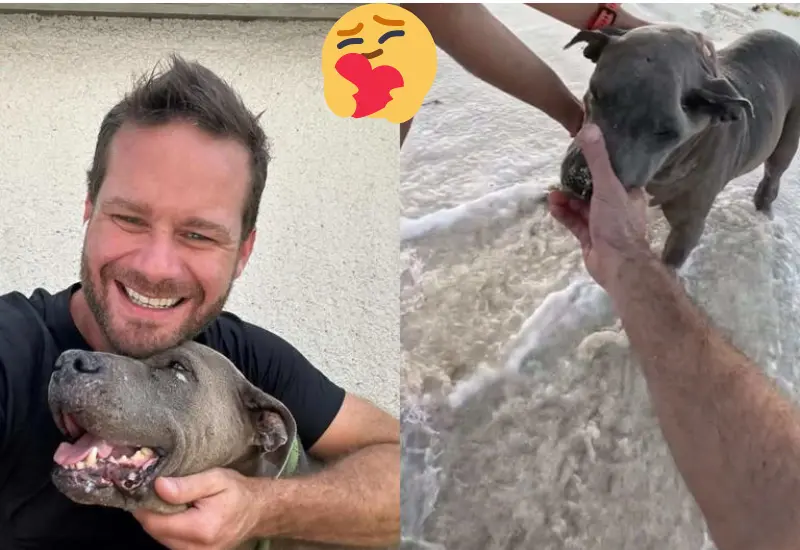 perrita_enferma_playa_eutanasia