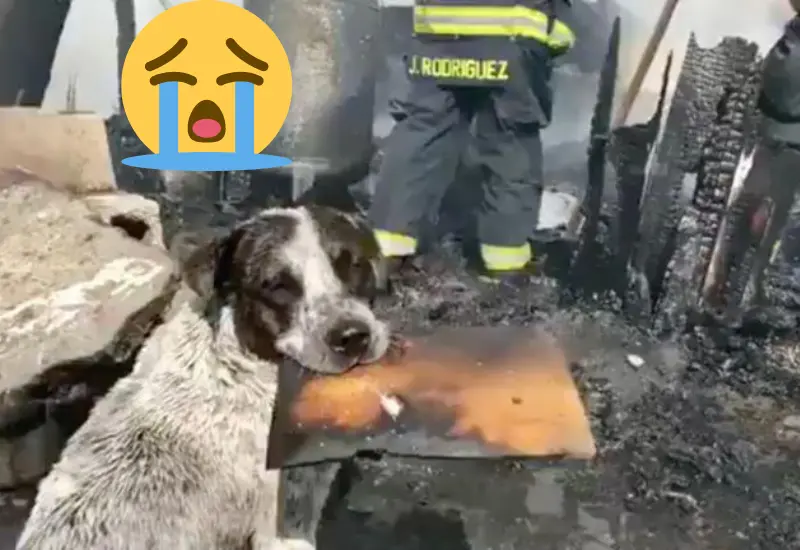 lomito_llora_hogar_incendiado