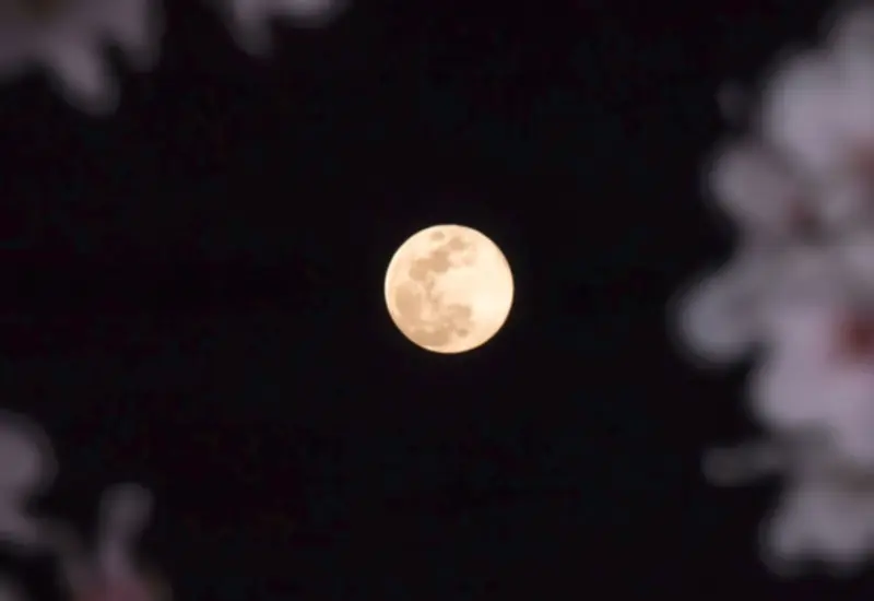 luna-flores_0