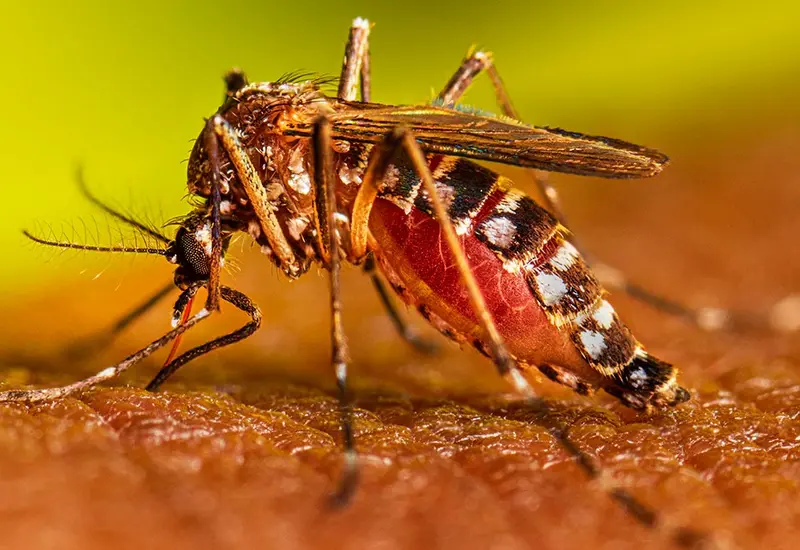 mosquito-dengue
