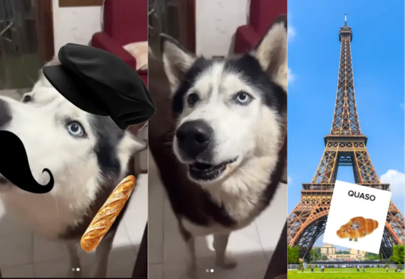 perro-frances-portada