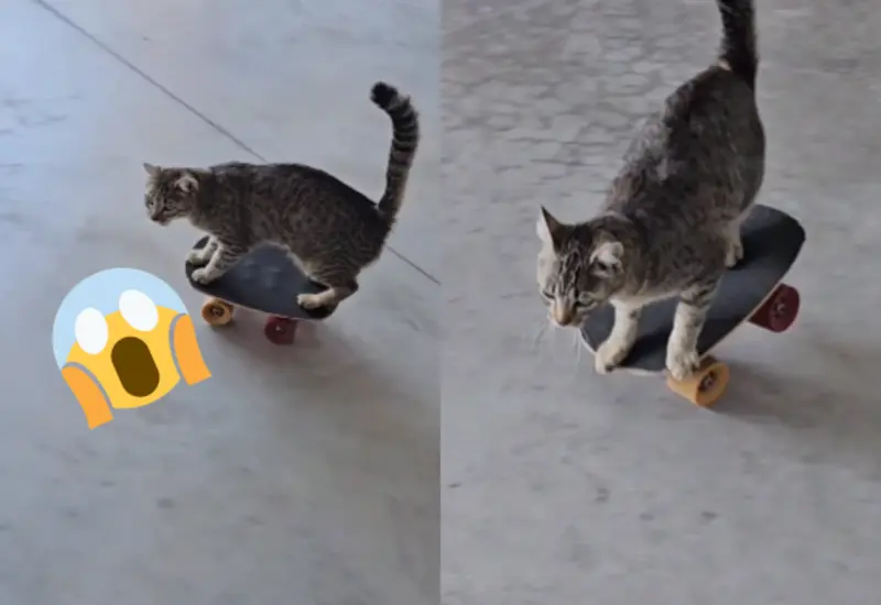 skatecat-portada