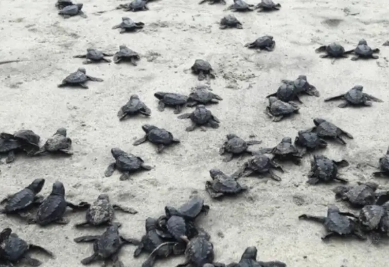 nacimiento_tortugas_golfina_mar_oaxaca
