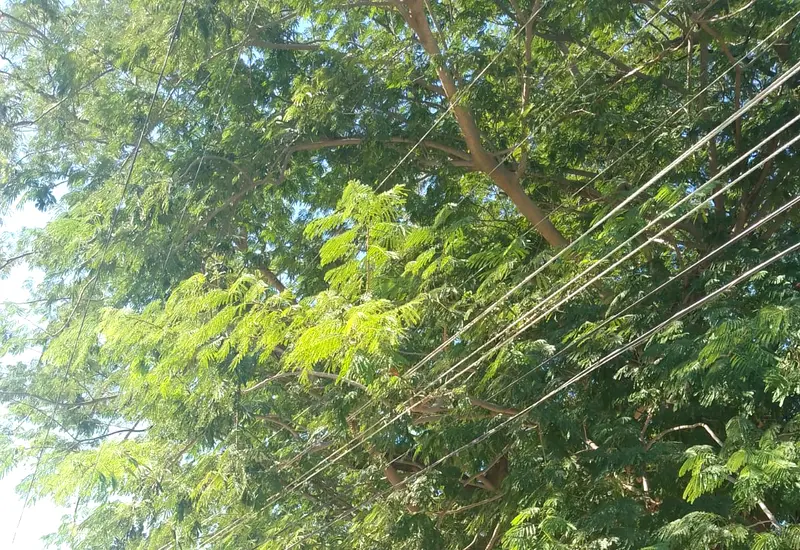 arbol-cables