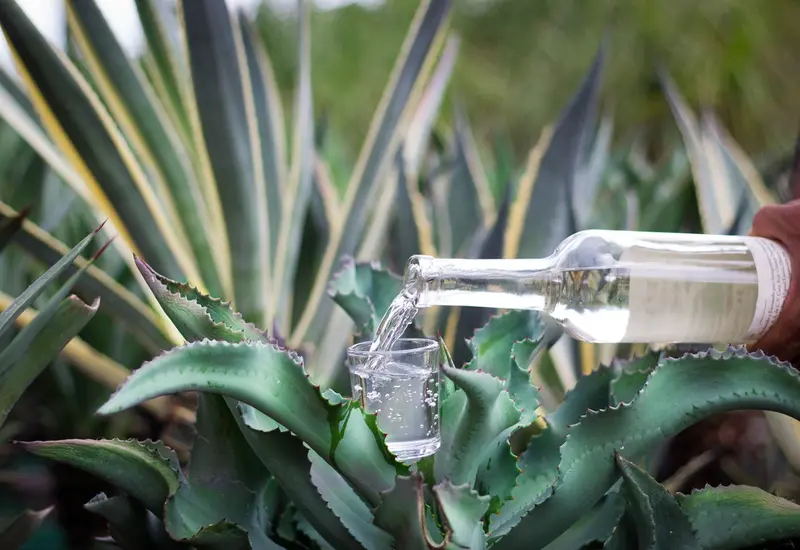 mezcal-agave