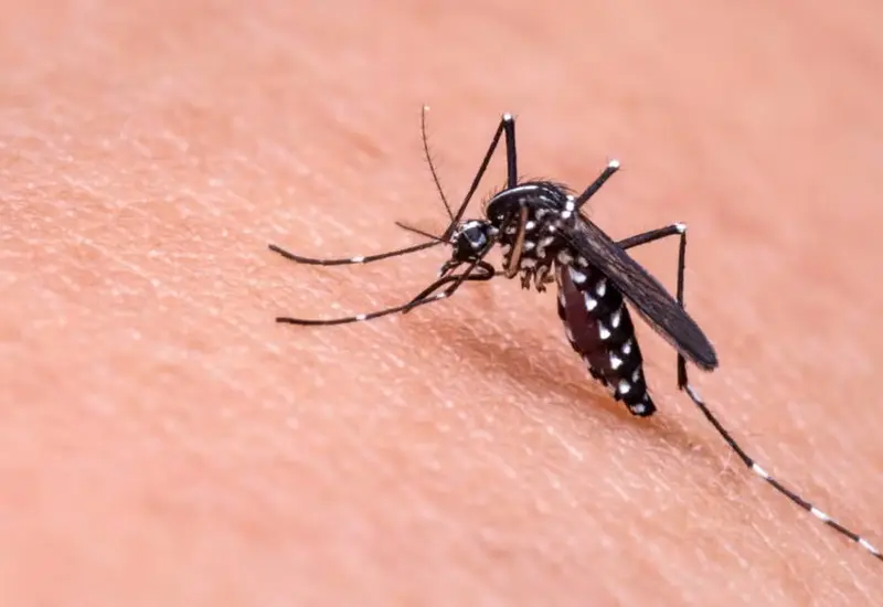 mosquito-paludismo