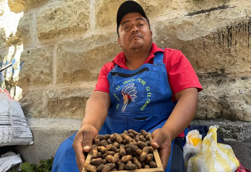 En 30 municipios de Oaxaca siembran cacahuate