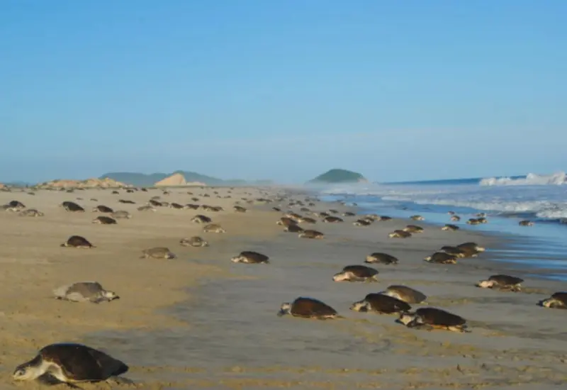 Se han contado más de 77 mil tortugas en cuatro kilómetros de playa.