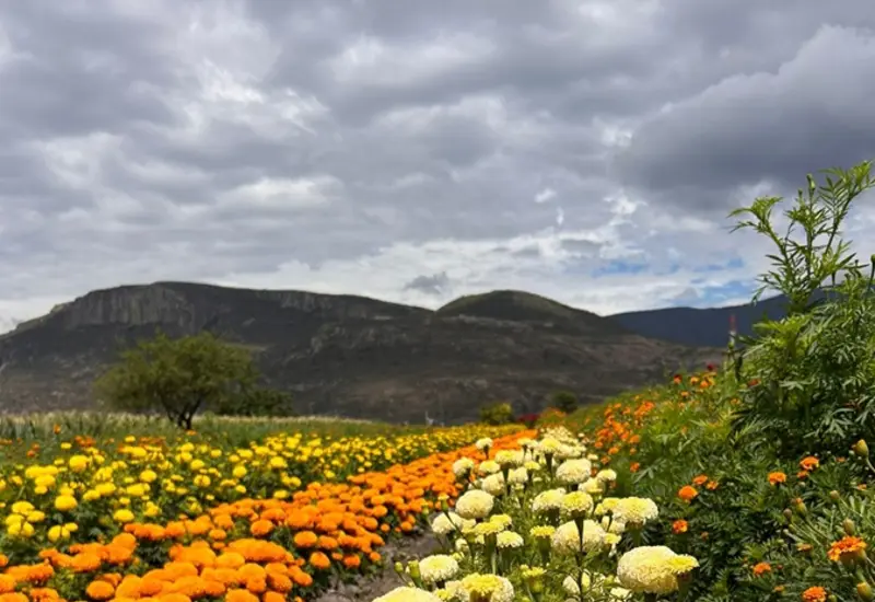 Segunda Feria de las Flores de Muertos en Unión Zapata