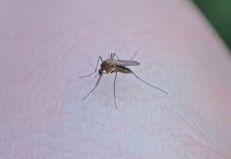 dengue