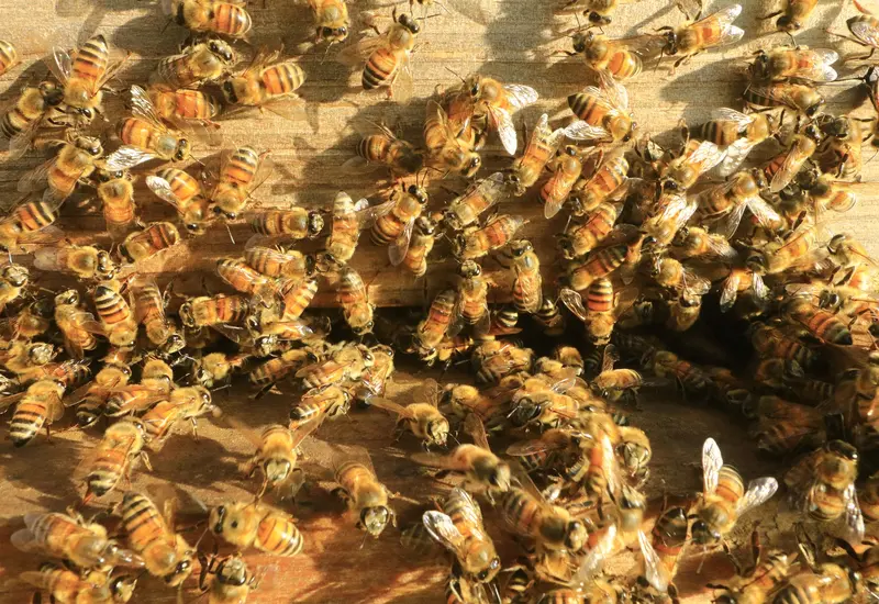 abejas