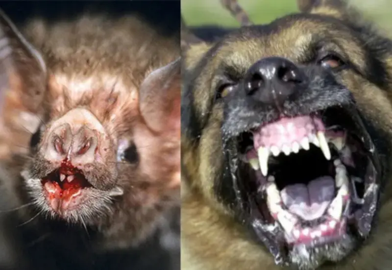 rabia_enfermedad_mortal_animales_contagio