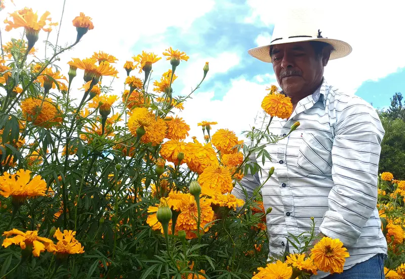 Se estima cosechar en estos días mil 710 toneladas de cempasúchil.