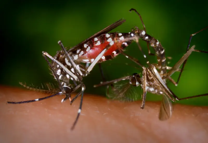 dengue