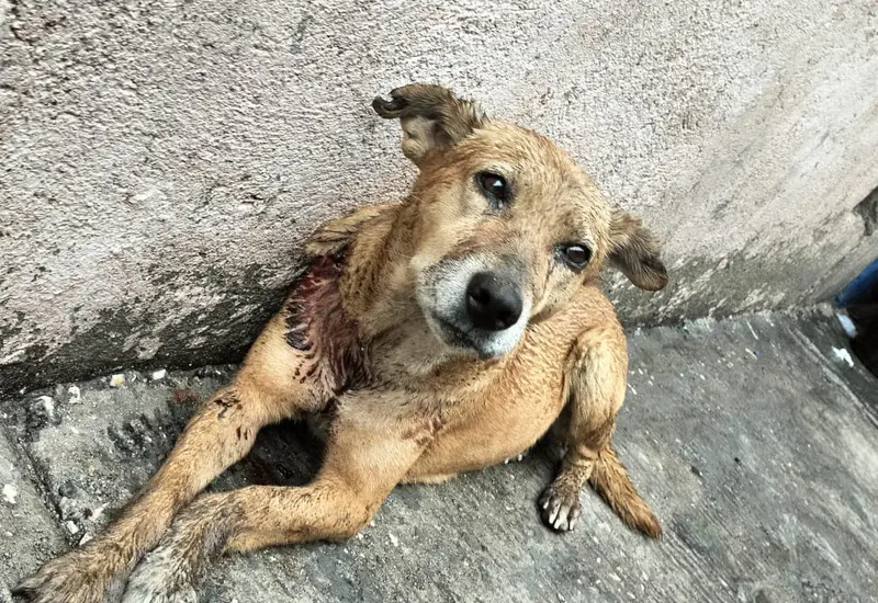 donar_hacer_felices_perritos_abandonados