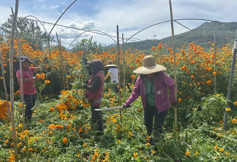 Miles de familias se dedican a la producción de flor de muerto en la Mixteca.