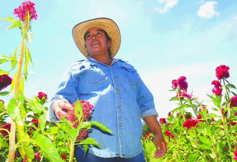 dificultades_climaticas_flor_borla_oaxaca