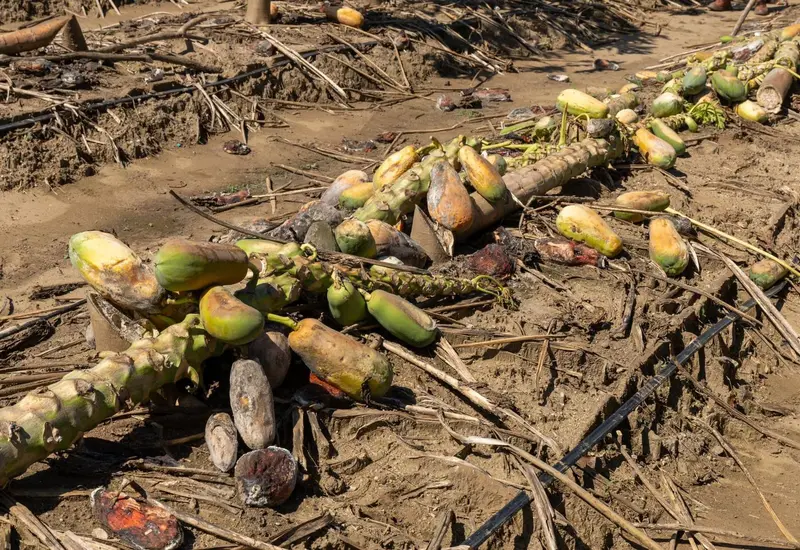 afectacion_cultivo_papaya_retrasara_produccion