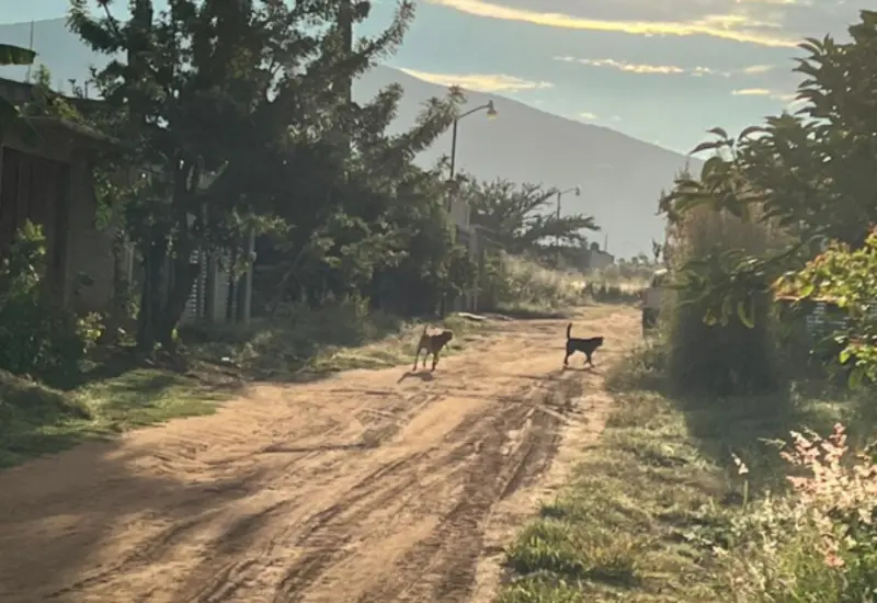 Tres perros atacaron a una mujer de 35 años en la Villa de Zaachila y se encuentra en el hospital.