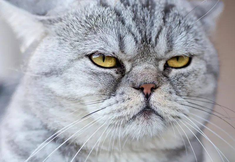 pulgas-gatos