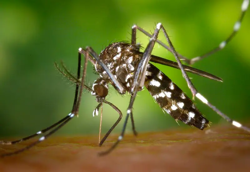 dengue