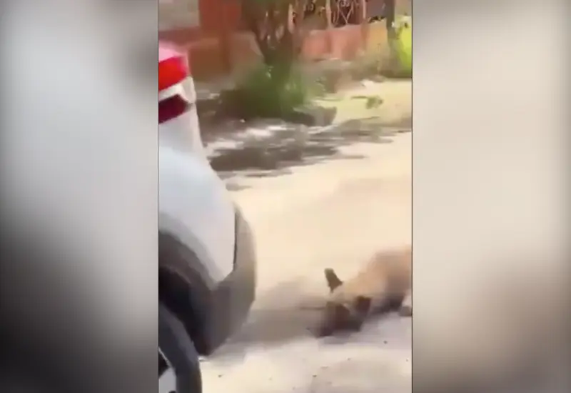 Arrastra a un perro con su camioneta; la detienen en Jalisco