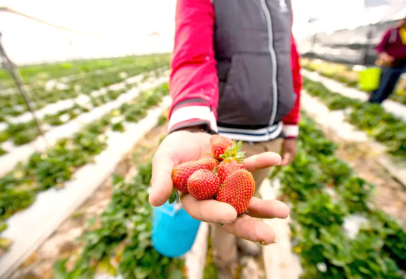 fresas