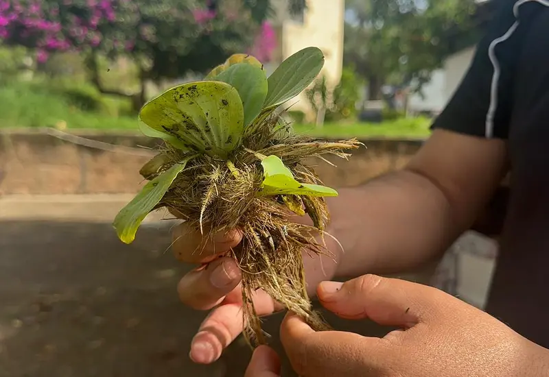 lirio