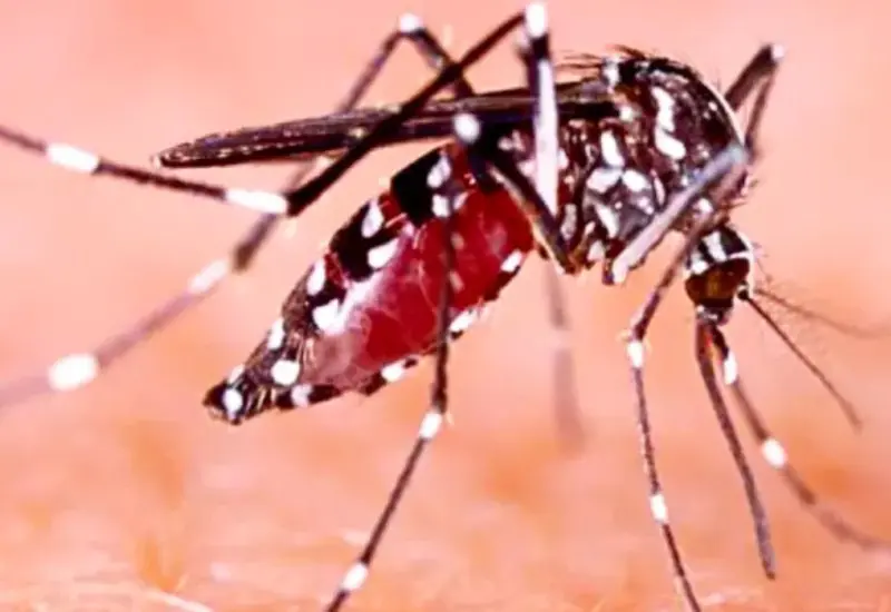 cuatro_defunciones_mas_dengue_oaxaca