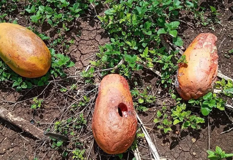 papaya