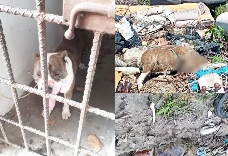 perro-sacrificado-portada