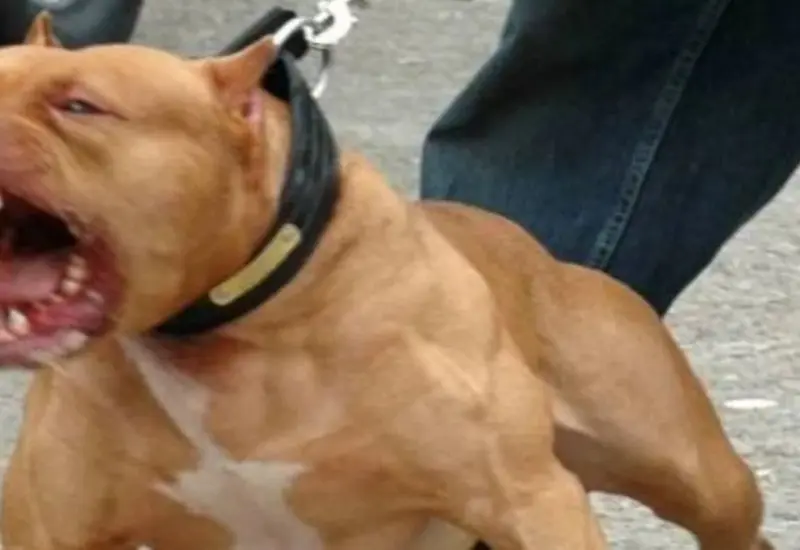 perros