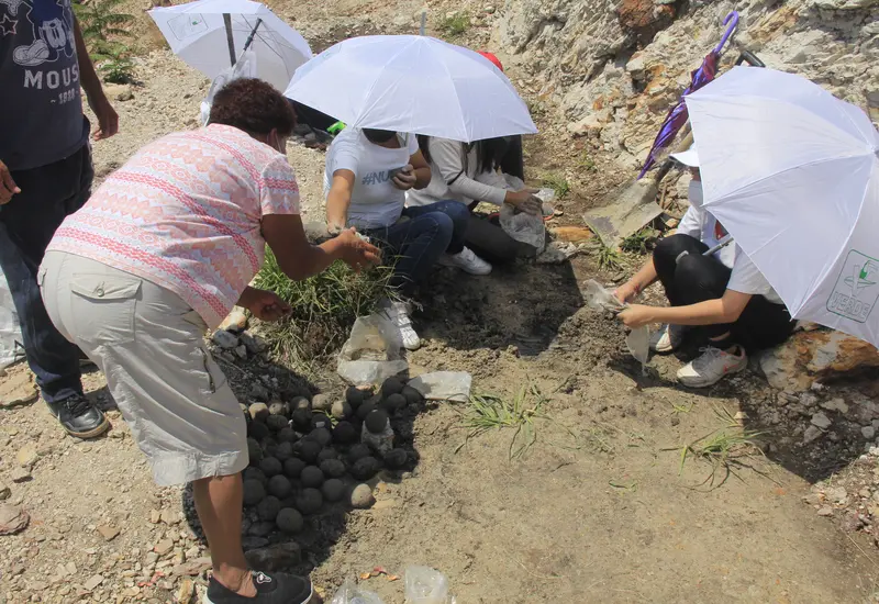 reforestacion