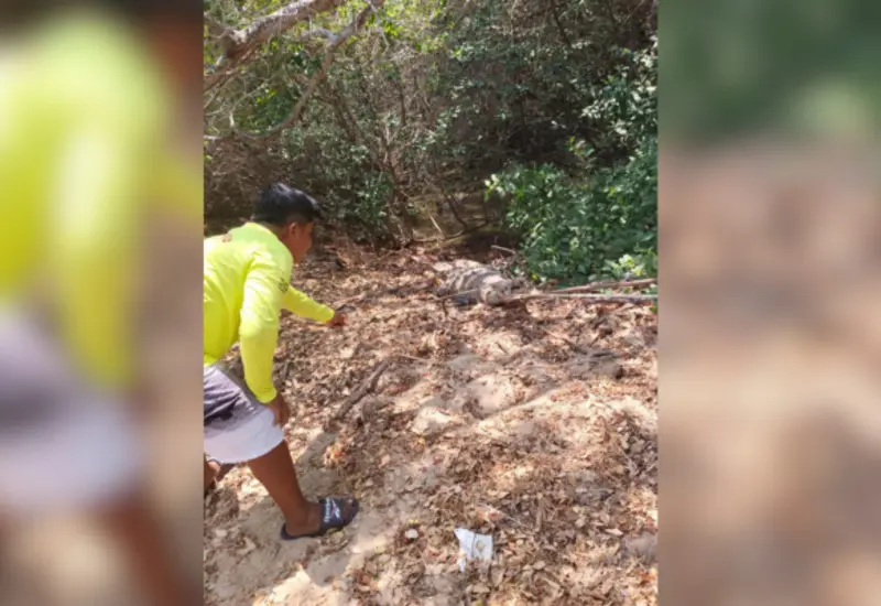 alerta_cocodrilo_oaxaca_playa