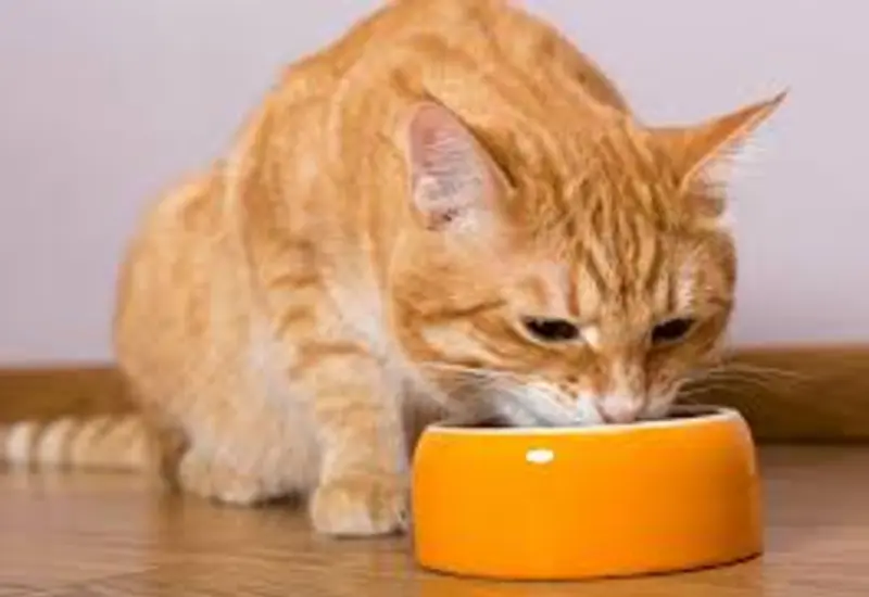 gato-comiendo