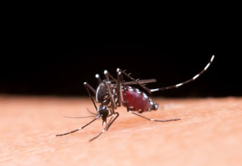mosquito-dengue