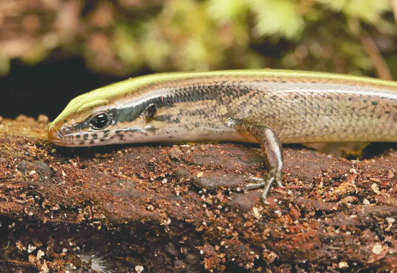 lagartija_oaxaca_especie_nueva_unam