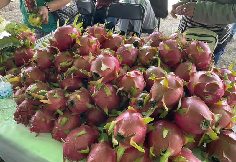 pitahaya_fruta_oaxaca
