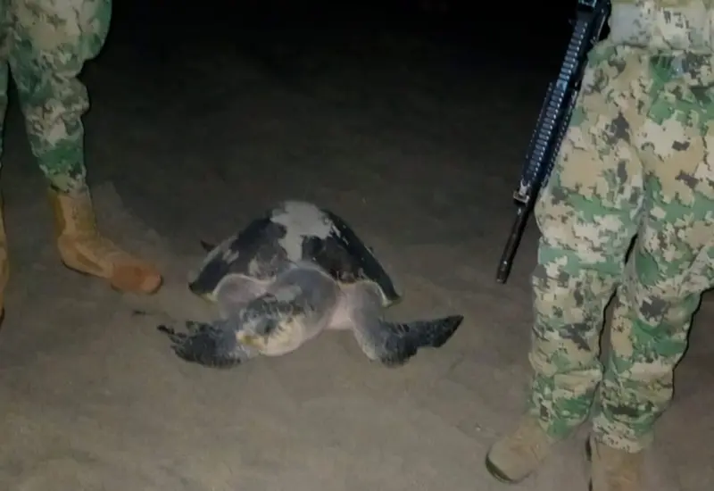 tortugas_golfinas_oaxaca