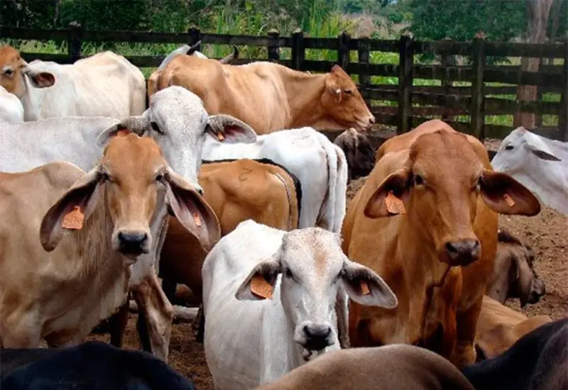 animales_oaxaca_congreso