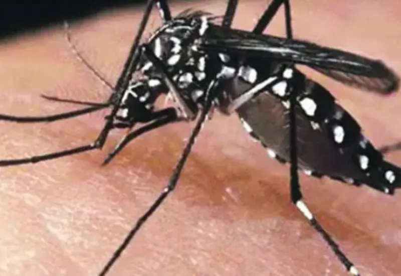 dengue_oax