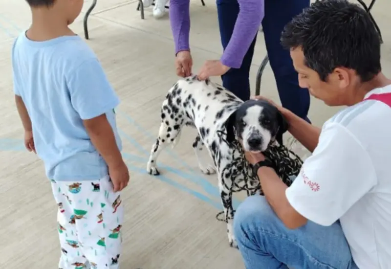animales_vacunacion