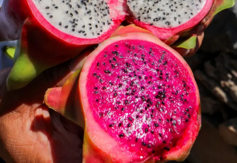 Pitahaya-huajuapan-oaxaca