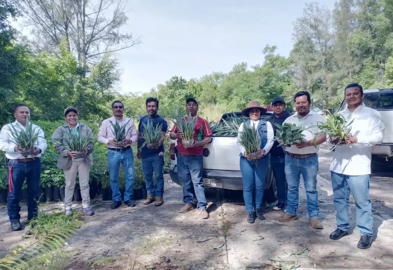 agave_reforestacion